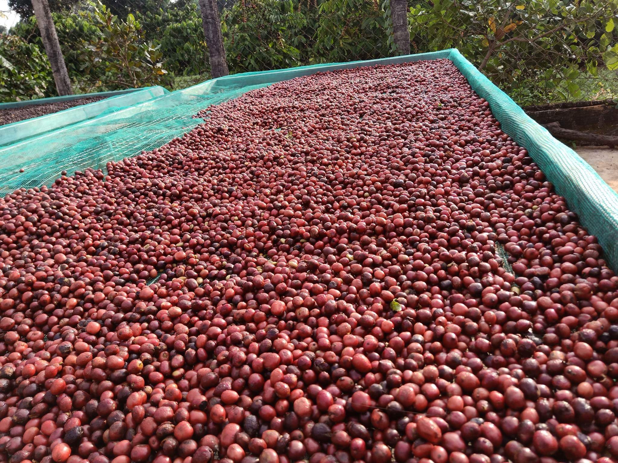 z4282183389555 0d54fd21503d7b42f62ce7a5240a3401 1